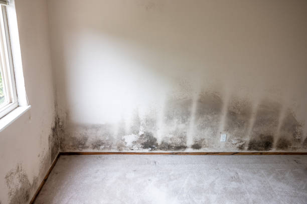 Reliable Ganado, TX Mold Removal Solutions